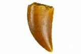 Serrated, Raptor Tooth - Real Dinosaur Tooth #115681-1